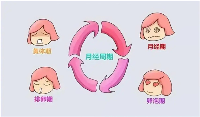 探索女性安全期：科学洞察与实践指南