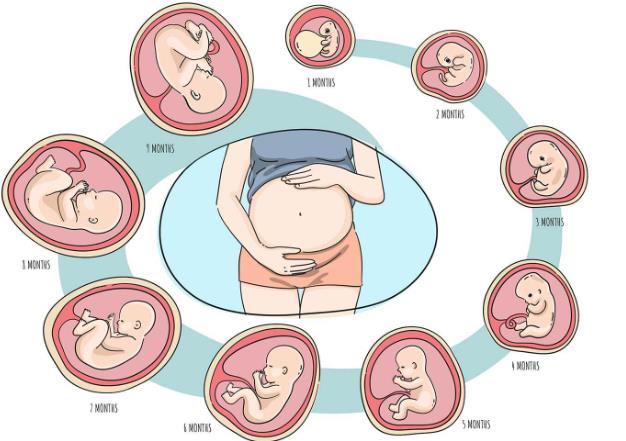 孕期胎儿成长标准对照表：了解胎儿成长，放心迎接宝宝到来